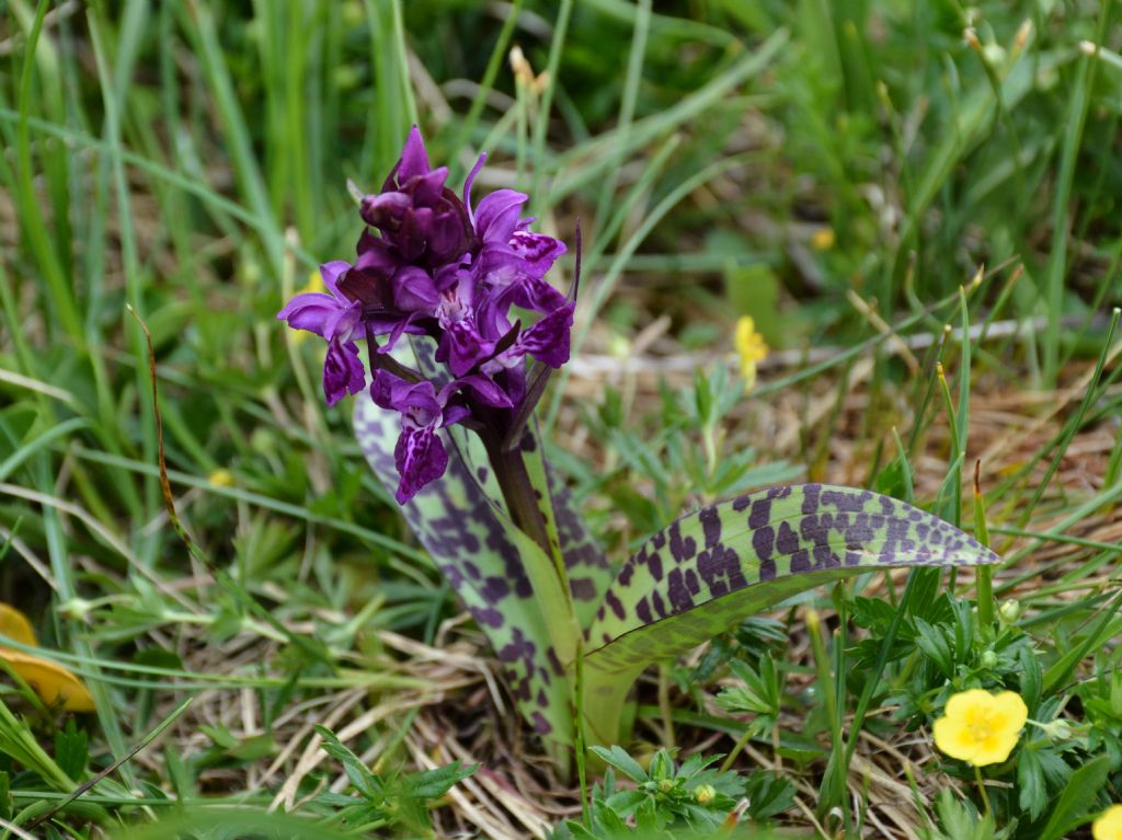 Dactylorhiza majalis / Orchide a foglie larghe